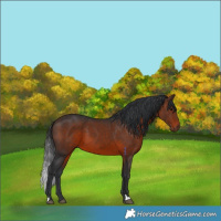 Horse Color:Brown 