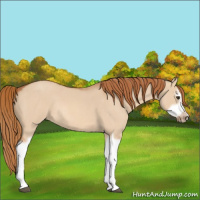Horse Color:Red Dun Roan Splash Frame Rabicano 