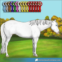 Horse Color:Silver Perlino Dun Sabino Splash Tobiano Appaloosa Rabicano 