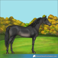 Horse Color:Black  and Black 