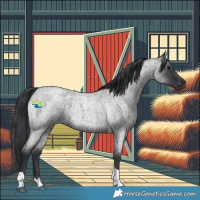 Horse Color:Blue Roan Tobiano Rabicano 