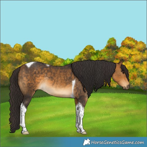 Horse Color:Buckskin Tobiano Rabicano 