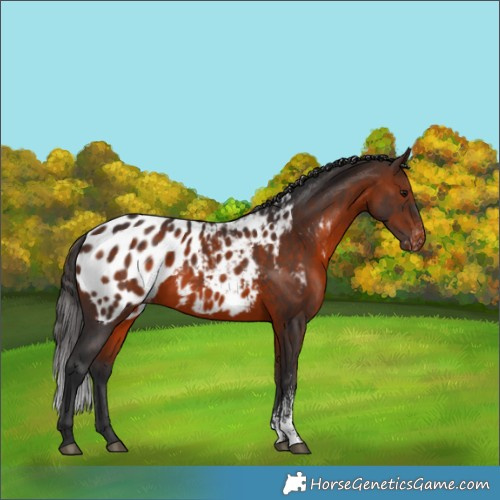 Horse Color:Brown Sabino Appaloosa 