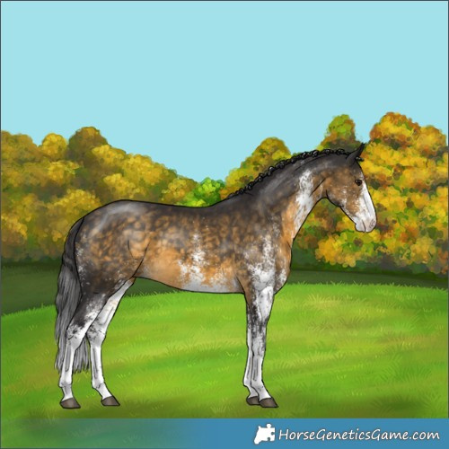 Horse Color:White Spotted Buckskin 