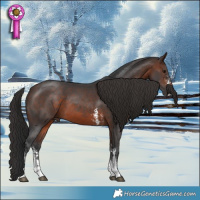 Horse Color:Brown Sabino 
