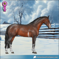 Horse Color:Brown Sabino 