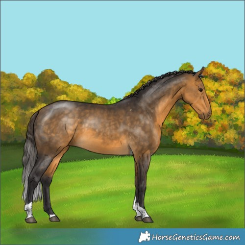 Horse Color:Buckskin Tobiano 