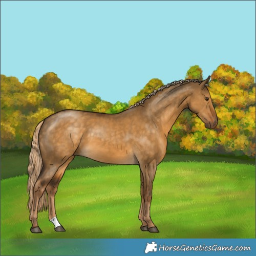 Horse Color:Chocolate Palomino Dun 