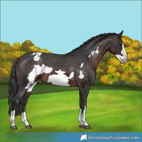 Horse Color:Brown Frame Appaloosa 