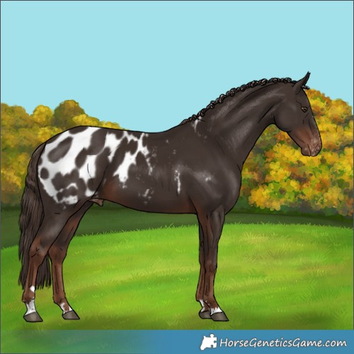 Horse Color:Liver Chestnut Appaloosa 