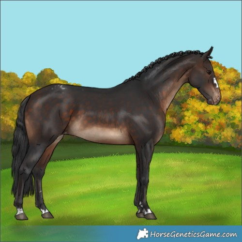 Horse Color:Bay Appaloosa 