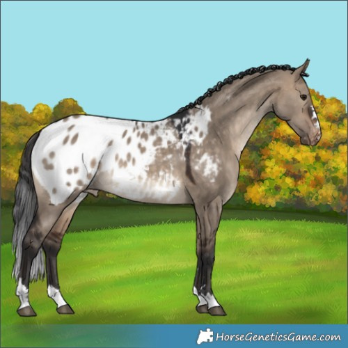 Horse Color:Bay Dun Appaloosa 