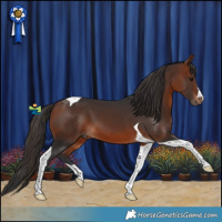 Horse Color:Bay Tobiano