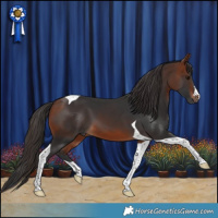 Horse Color:Bay Tobiano 