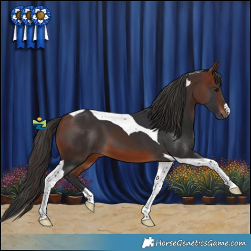 Horse Color:Bay Tobiano 