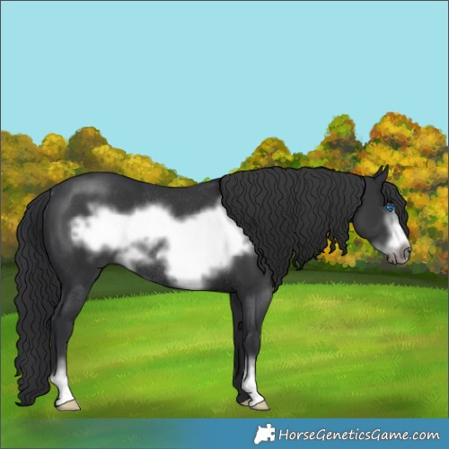 Horse Color:Black Sabino Frame Rabicano 