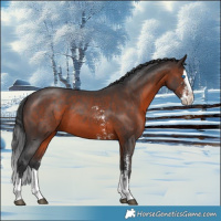 Horse Color:Brown Sabino Splash 