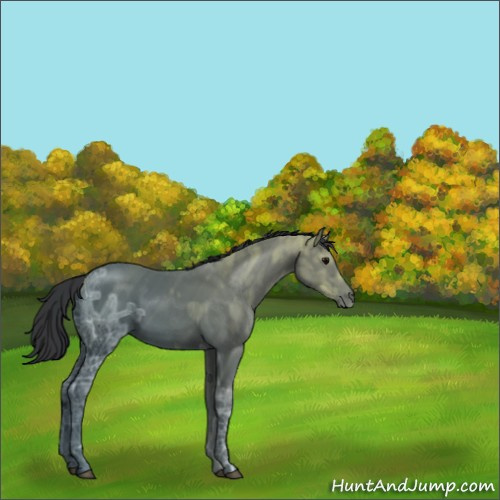 Horse Color:Black Ice 