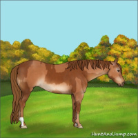 Horse Color:Chestnut  and Gray Chestnut 