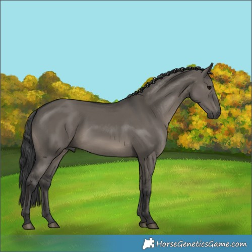 Horse Color:Grullo Rabicano 
