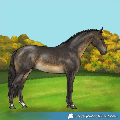 Horse Color:Buckskin Rabicano 