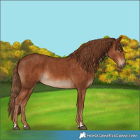Horse Color:Chestnut and Chestnut