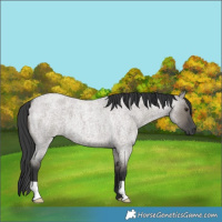 Horse Color:Grullo Roan 