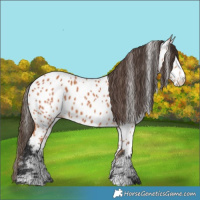 Horse Color:Bay Near Leopard