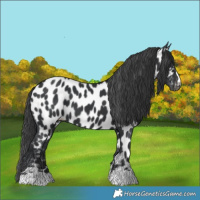 Horse Color:Black Appaloosa