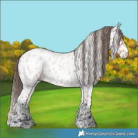 Horse Color:Bay Roan Appaloosa 