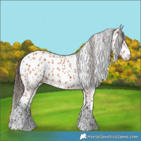 Horse Color:Bay Appaloosa 