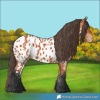 Horse Color:Bay Appaloosa 