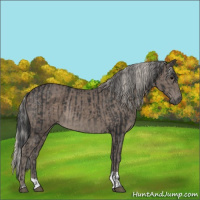 Horse Color:Black and Silver Black
