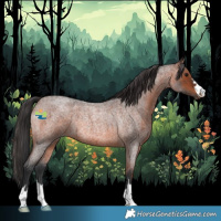 Horse Color:Brown Roan Rabicano