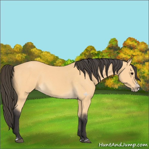 Horse Color:Buckskin Splash Frame 