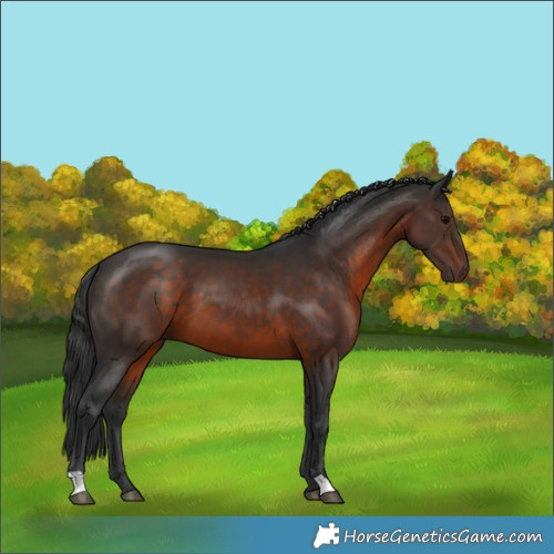 Horse Color:Brown 