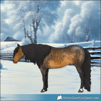 Horse Color:Buckskin 