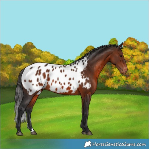 Horse Color:Brown Appaloosa 