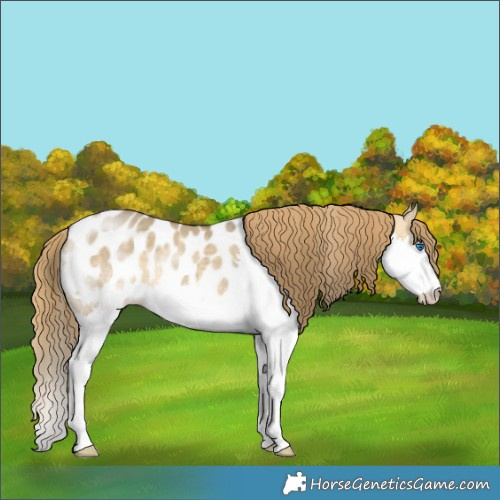 Horse Color:Buckskin Dun Splash Appaloosa 