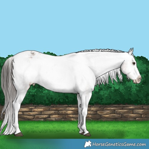 Horse Color:Liver Chestnut Ice Sabino Splash Tobiano Appaloosa Rabicano 