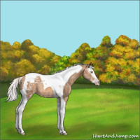 Horse Color:Gray Silver Amber Champagne Ice Splash Tobiano Appaloosa Rabicano 