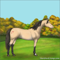 Horse Color:Buckskin 