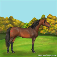 Horse Color:Bay 