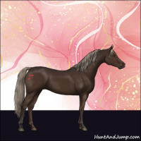 Horse Color:Liver Chestnut Rabicano 