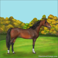 Horse Color:Bay Tobiano Rabicano 