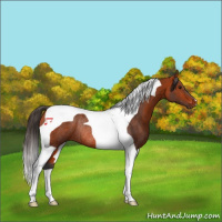 Horse Color:Bay Tobiano Rabicano 