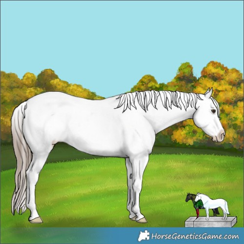 Horse Color:Liver Red Dun Ice Splash Tobiano Appaloosa Rabicano 