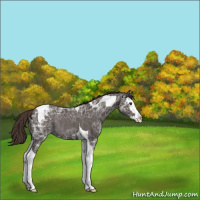 Horse Color:Liver Chestnut Ice Splash Tobiano Appaloosa Rabicano