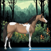 Horse Color:Bay Dun Tobiano