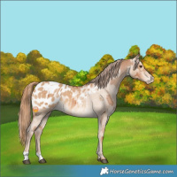 Horse Color:Chestnut Appaloosa  and Red Dun Appaloosa 